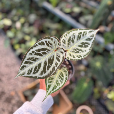 Anthurium (Pink Lemonade x Blackwidow x Michelle) x Silver Regar