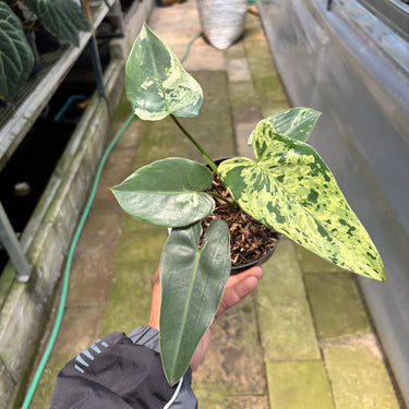 PS0912 Philodendron Ilsemanii Variegated