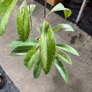 Hoya Sulawesiana x Clemensiorum Borneo