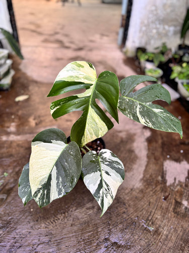 Ps10-59 Monstera Jungle Mint Variegated