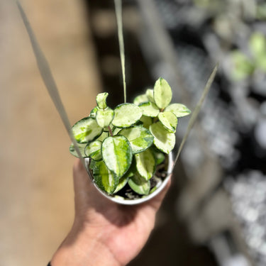 Hoya Mathilde Inner Variegated