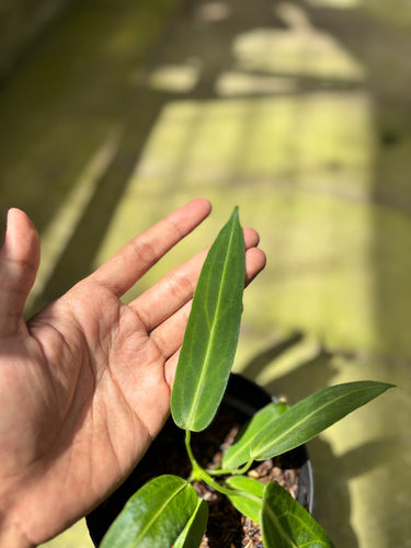 PS0927 Anthurium Warocqueanum - Small