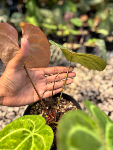 Ps10-50 Anthurium Bvit x Michelle Gog Variegated