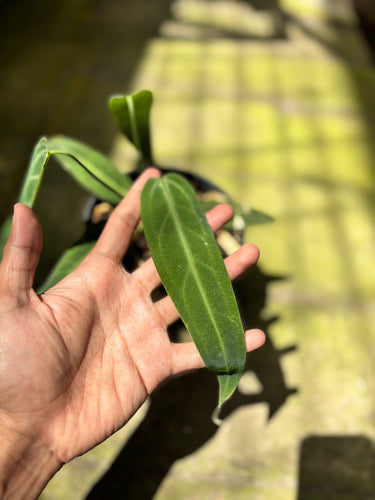 PS0923 Anthurium Warocqueanum - Medium