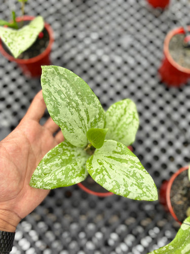 Hoya Glabra Highsplash