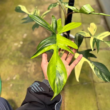 PS0920 Philodendron Florida Beauty - Mature