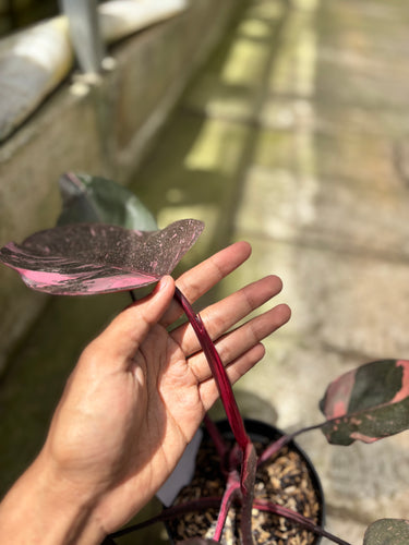 PS0930 Philodendron Pink Princess Black Cherry