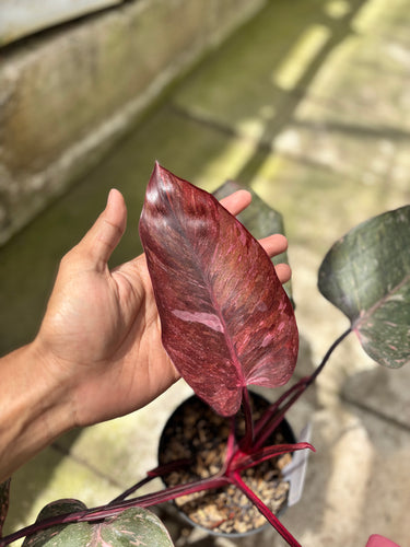 PS0928 Philodendron Pink Princess Black Cherry