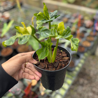Philodendron Atom Variegated