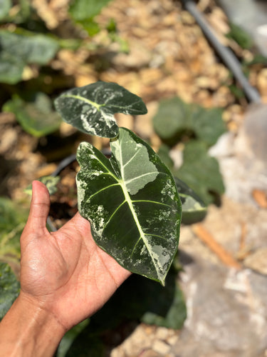 Alocasia Frydek variegated