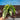 [A233] Monstera Standleyana Aurea