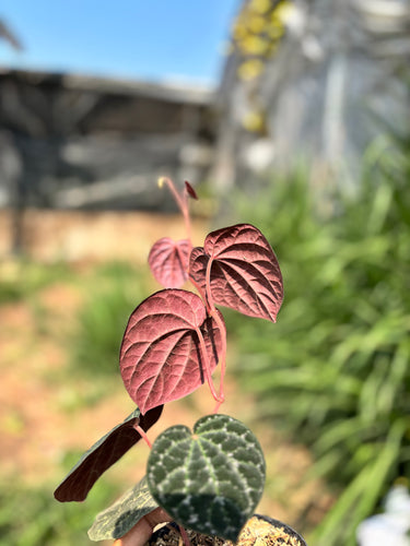 Piper Porphyrophyllum