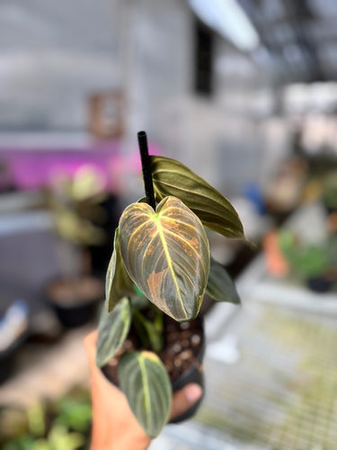 Ps10-27 Melanochrysum Variegated
