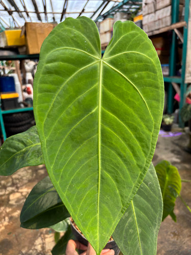 Anthurium Waterburyanum X Warocqueanum