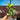 [A336] Scindapsus Moonlight Aurea Big