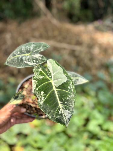 Alocasia Frydek variegated