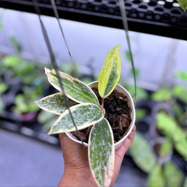 Hoya Rangsang Albomarginata