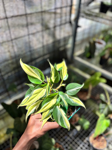 PS0932 Philodendron Cream Splash - Mature