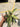Calathea Magicstar Variegated