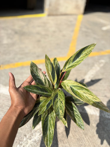 Calathea Magicstar Variegated - Plantstop.us
