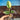 [A511] Scindapsus Moonlight Aurea Var