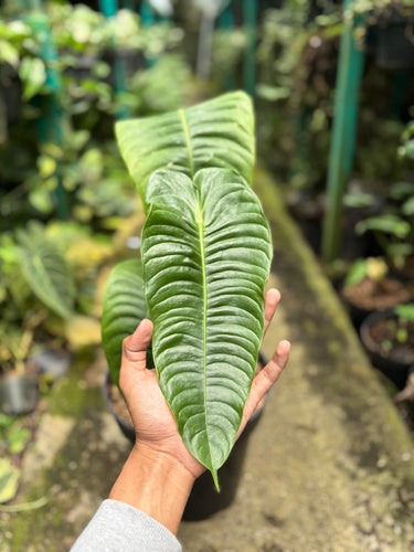 Anthurium king veitchii - mature size - Plantstop.us