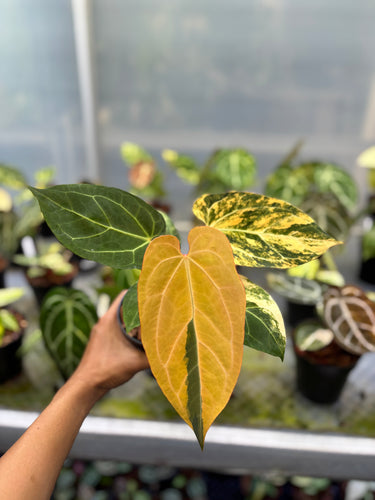 Anthurium Magna Porti x Ferrari Variegated