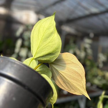 Anthurium King of Spades
