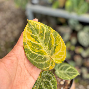 Anthurium Hellboy