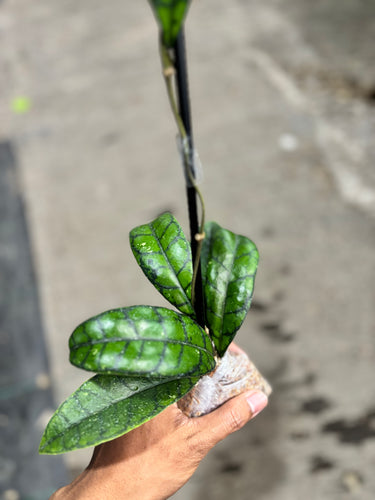 Hoya Callistophylla Black Dot