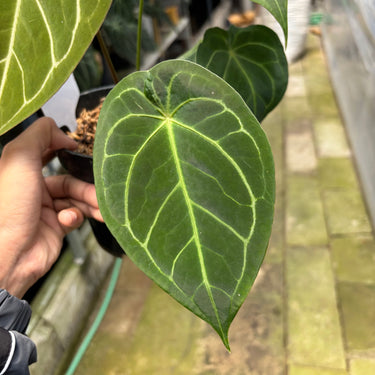 Anthurium Forgetii