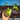 A630 Syngonium Aurea