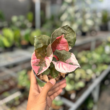 Syngonium Strawberry Ice Galaxy