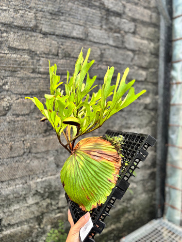 Ps10-45 Platycerium Ridleyi - Big