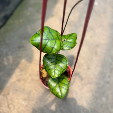 Hoya Callistophylla Chibi