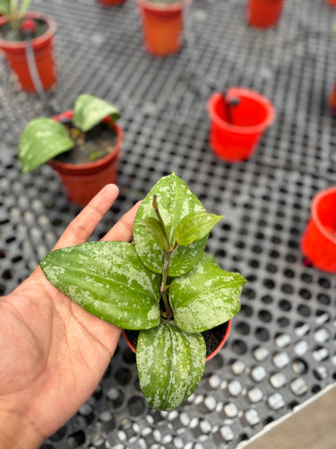Hoya Latifolia ’MRH’