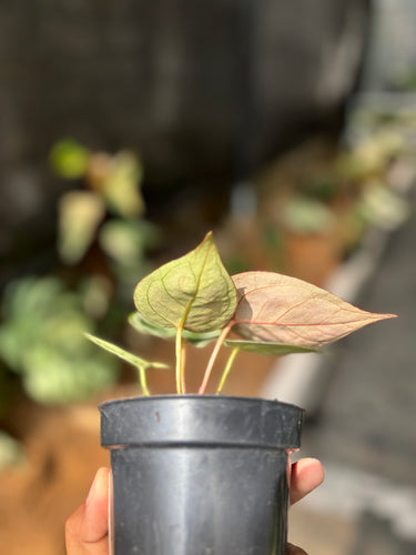 Ps10-54 Anthurium Kos x Rc
