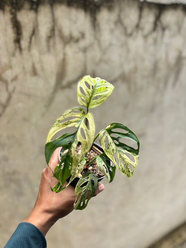 Monstera Adansonii ’Blanchetii’ Variegated