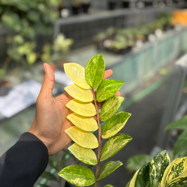 Zamioculcas Zamiifolia Variegated ( Zz Plant ) - 1 Stem