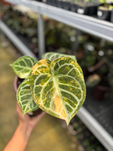 Anthurium Dorayaki White Variegated