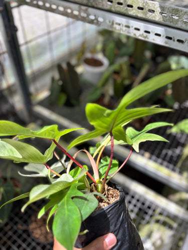 PS0926 Philodendron Florida Ghost - Mature