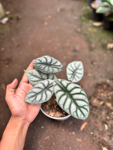 Alocasia Silver Dragon