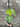 Philodendron Verrucosum
