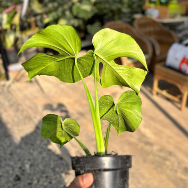 Monstera Brazilian Aurora
