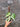 Philodendron Cream Splash