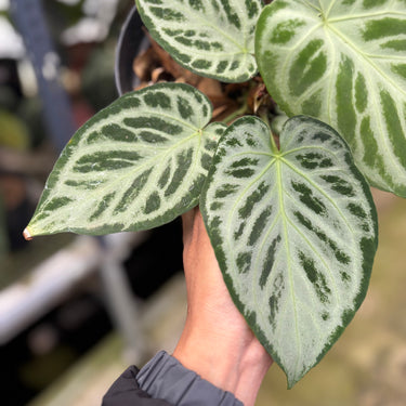 PS0907 Anthurium Silver Blush
