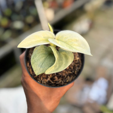Scindapsus White Mint