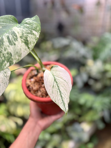 PS0938 Monstera White Monster