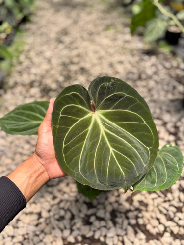 PS0949 Anthurium King Of Spades - Medium