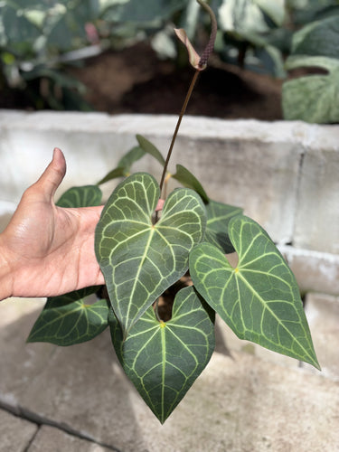 Anthurium Clarinervium - Mature size - Plantstop.us